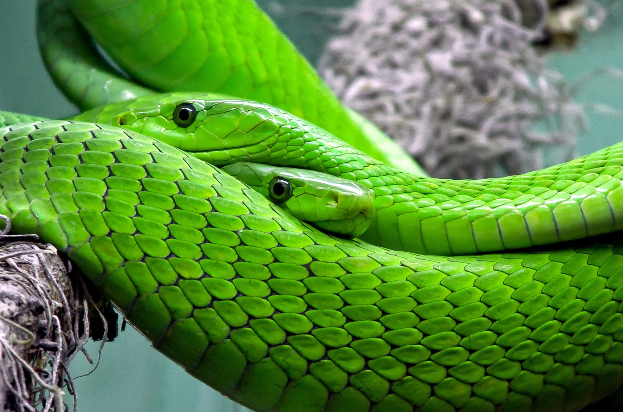 Photo: Bulgarian Town Hires Snake Hunter. Source: Pixabay