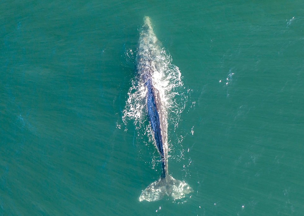 Photo: First Sighting of Gray Whale in Over 200 Years in the Atlantic: Source: Dan Meyers