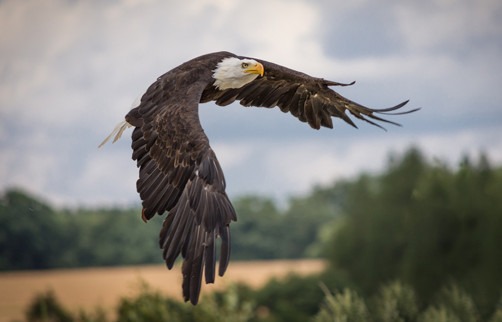 Photo: War in Ukraine Forces Eagles to Change Migration Routes, Affecting Their Breeding. Source: Pixabay