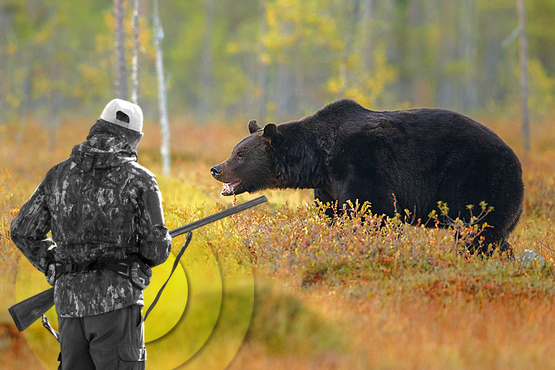 Bear Hunting Photo:. Bear hunting launched in Estonia - 96 animals allowed to be killed. Source: Collage The Gaze